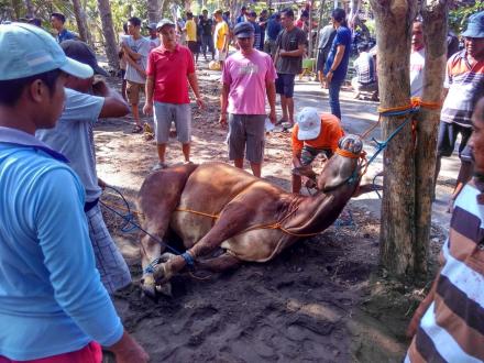 WARGA NGEPET GOTONG ROYONG BAGIKAN DAGING QURBAN 